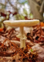 Amanita solaniolens