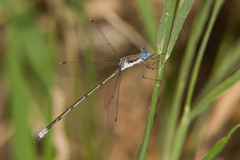Lestes sigma
