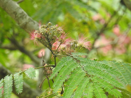 Persian silk tree