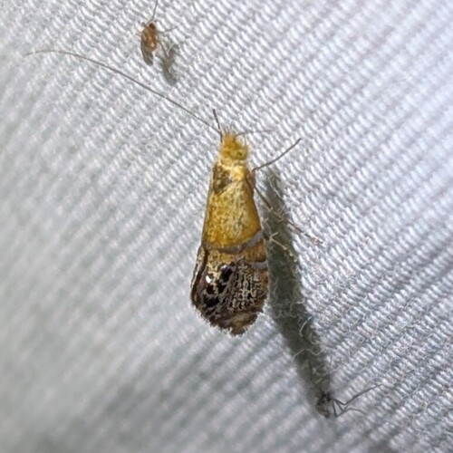 Ridings' Fairy Moth photo 3