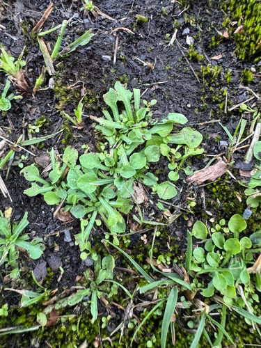 Erigeron bellioides observed 2026-06-24