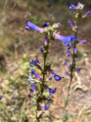 Penstemon humilis, photograph (c) Tom Wainwright, some rights reserved (CC BY)