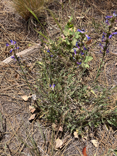 Penstemon humilis, photograph 5