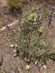 Penstemon humilis, photograph (c) Tom Wainwright, some rights reserved (CC BY)