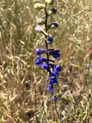 Delphinium distichum