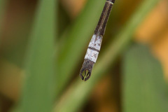 Lestes sigma