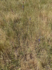 (c) Tom Wainwright, some rights reserved (CC BY) Delphinium distichum, photograph (c) Tom Wainwright, some rights reserved (CC BY)