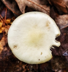 Amanita solaniolens