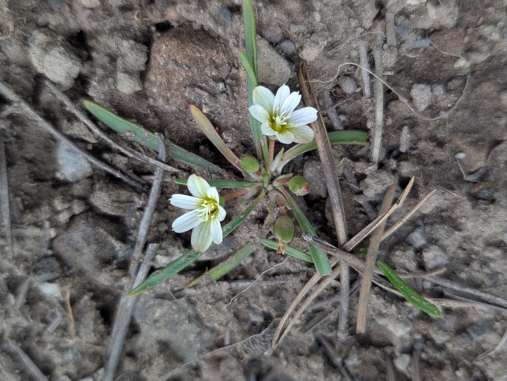Lewisia nevadensis; photograph (c) Ken-ichi Ueda, some rights reserved (CC BY)
