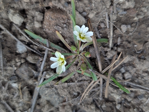 Lewisia nevadensis