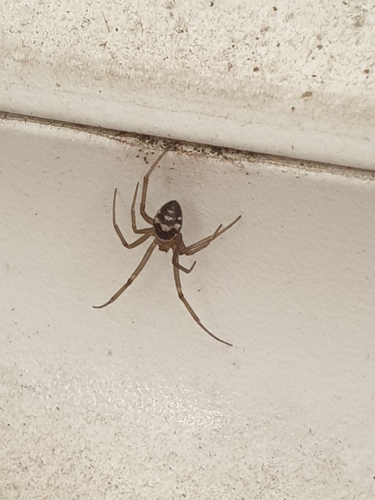 False Black Widow