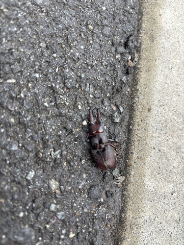 Prosopocoilus inclinatus inclinatus