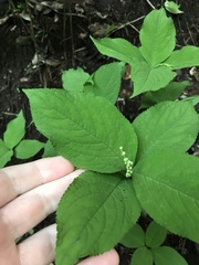 author not stated, no rights reserved Chloranthus serratus, photograph author not stated, no rights reserved