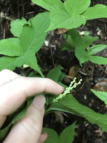 Chloranthus serratus, photograph 4