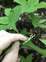 author not stated, no rights reserved Chloranthus serratus, photograph author not stated, no rights reserved