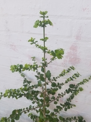 Randia obcordata
