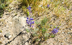 Lupinus sparsiflorus