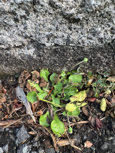 Erigeron bellioides observed 2026-06-24