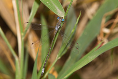 Lestes sigma