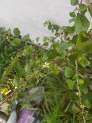 Randia obcordata