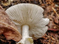 Amanita solaniolens