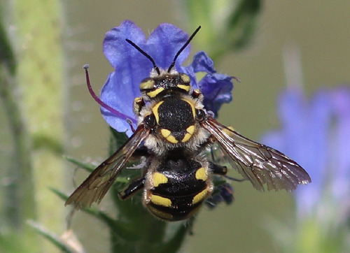 Florentine Woolcarder Bee