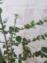 Randia obcordata
