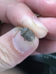 Hymenarcys nervosa