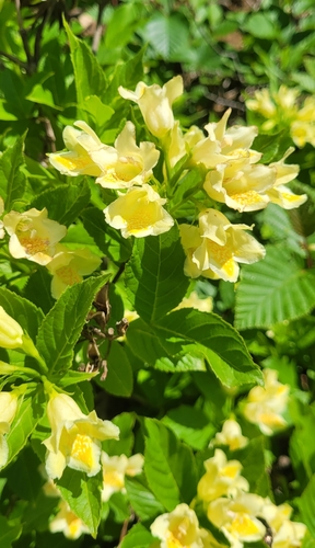 Weigela middendorffiana, photograph 6