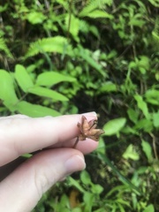 Helonias breviscapa, photograph Mason Brock, CC0, iNaturalist via GBIF