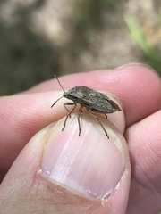 Hymenarcys nervosa
