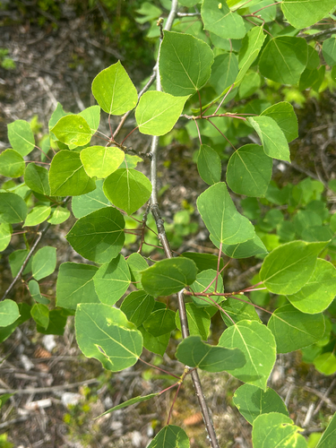 quaking aspen