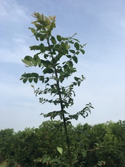 Phyllanthus reticulatus reticulatus
