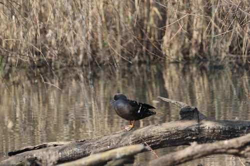 iNaturalist image