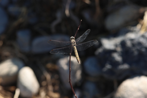Southern Skimmer