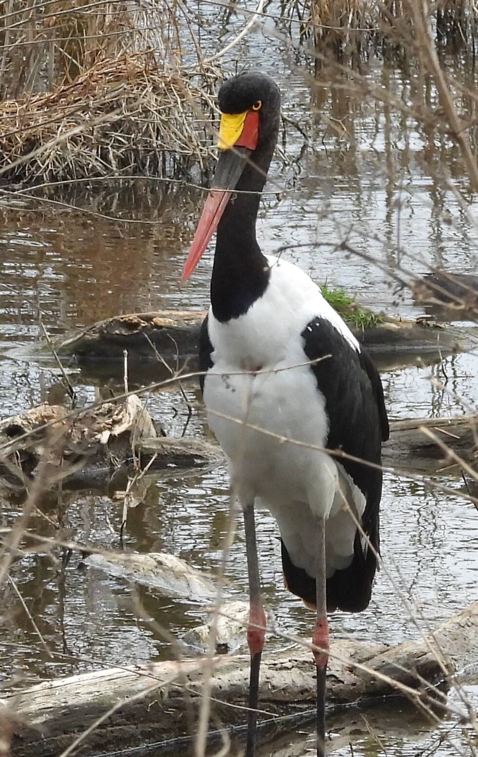 Saddle-billed Stork (Ephippiorhynchus senegalensis), photo 10