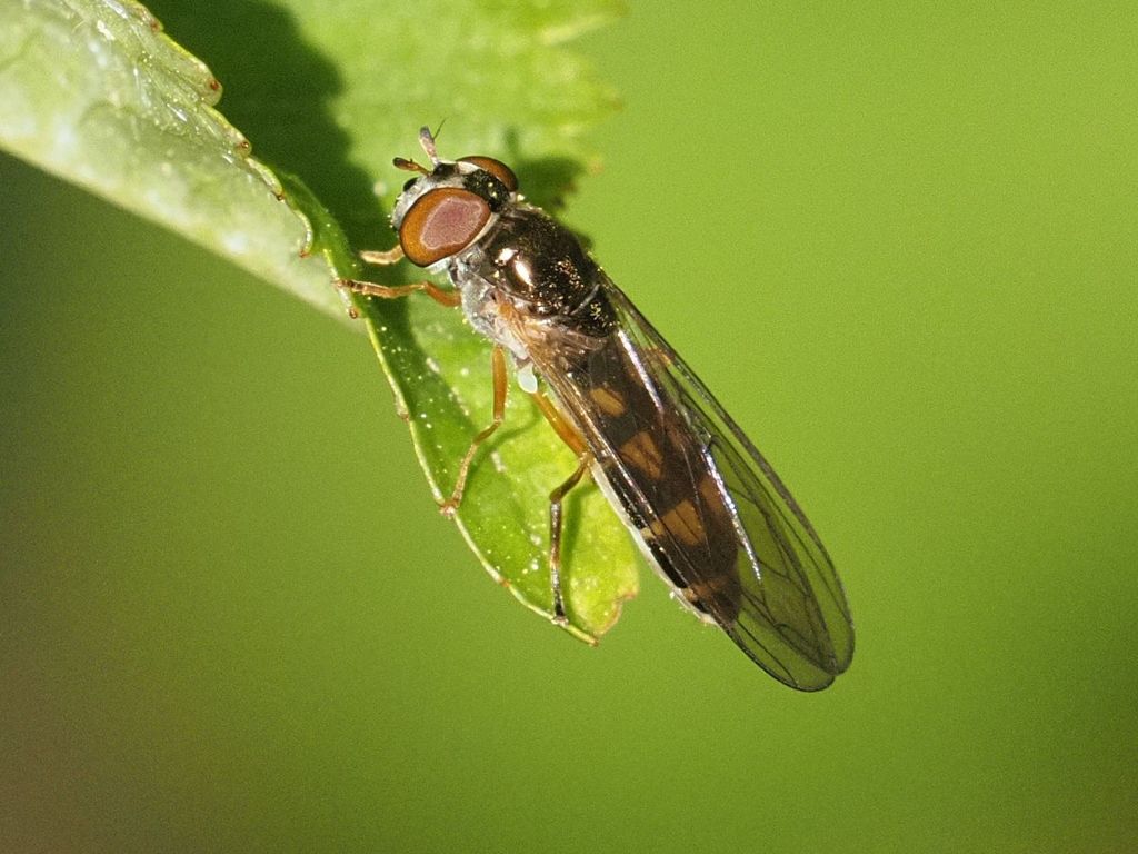 Melanostoma scalare