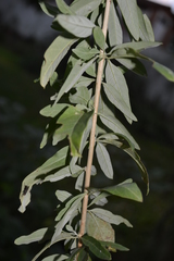 Aloysia polystachya