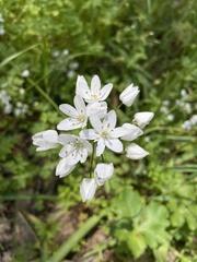 Allium neapolitanum