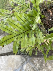 Microsorum pustulatum