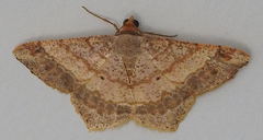 Psamatodes trientata