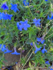 Glandora prostrata