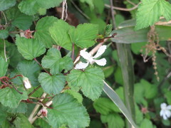 Rubus microphyllus