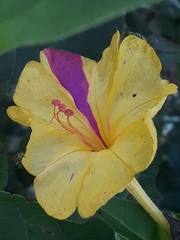 Nyctaginaceae