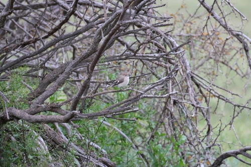 Red-capped Robin