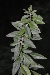 Aloysia polystachya
