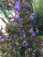 Salvia