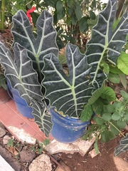 Alocasia × mortfontanensis