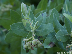 Arctostaphylos andersonii