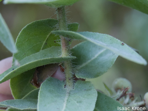 Arctostaphylos andersonii, photograph 1